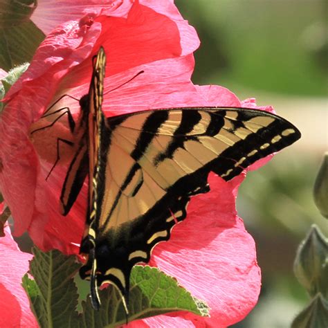 Western Tiger Swallowtail Papilio Rutulus Papilio Rutulus