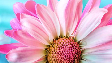 X Close Up Pink Daisy Petals Coolwallpapers Me