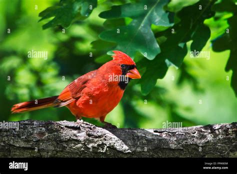 Red Cardinal Bird Perched On Tree Closeup Portrait Stock Photo Alamy