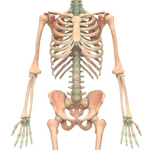 Bones Of The Torso And Arms Bones Of The Lower Body Bones Of The