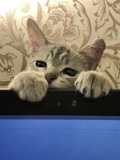 14 Cute Cat Photos That Will Make You Smile Viral Cats Blog