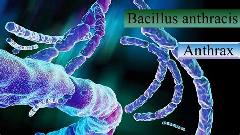 Bacillus Anthracis Anthrax Microbiology Youtube