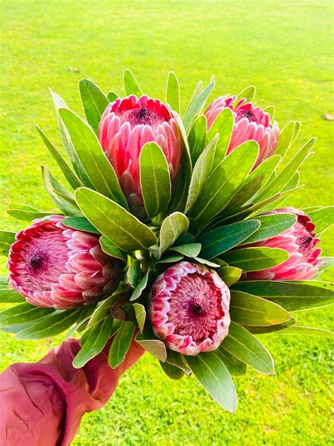 Fresh Queen Protea Flower Pink Ice Protea For Decor And Events Weddings
