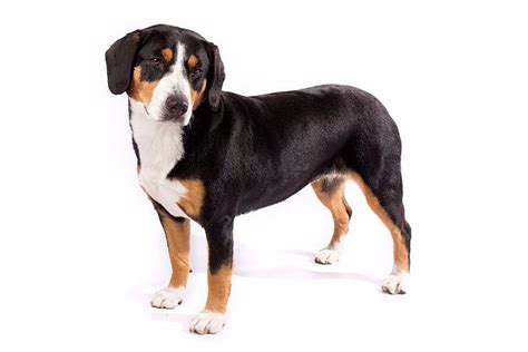 Entlebucher Mountain Dog Dog Breed Information In 2020 Entlebucher