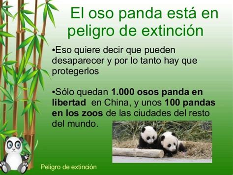 Informacion Sobre El Oso Panda Para Niños Hay Niños