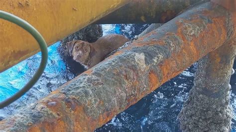 Exhausted Dog Rescued By Oil Rig Workers After He Was Found Swimming