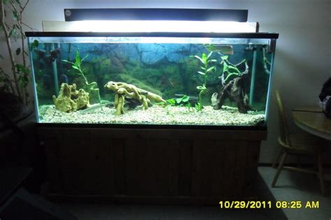 Snakehead Fish My Aquarium Club