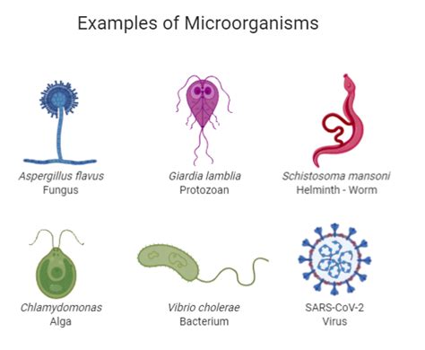 Module 1 Introduction To Microbiology