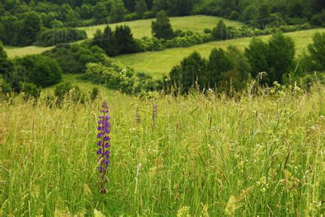 Wildflower Growing In A Field Of Tall Grasses In The Countryside Above