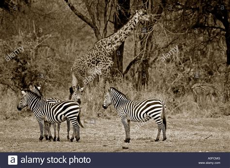 Ruaha National Park Tanzania Miombo Woodland Masai Giraffe Plains