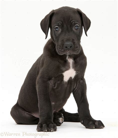 Black Great Dane Puppy Tote Bag Ubicaciondepersonascdmxgobmx