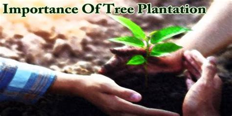 Tree plantation alludes to planting trees at a spot. Importance Of Tree Plantation - Assignment Point