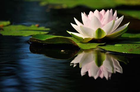 Wallpaper Water Lily Reflection Quiet Leaves 3200x2125