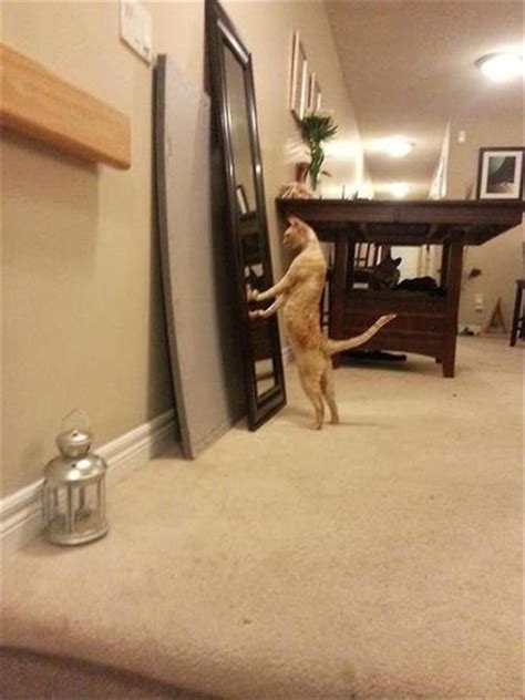 Cats Who Are Trying To Bring Sexy Back