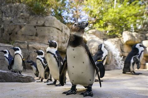 New Chicks In Town Dallas Zoo Hatches 2 African Penguins In Big Win