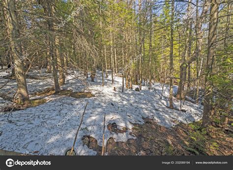 Late Spring Snow Forest Bruce Peninsula National Park Ontario Canada