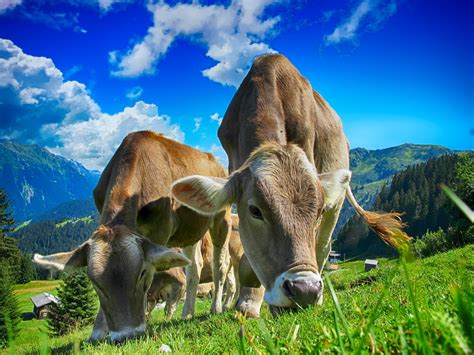 Wir wollen tierqual beenden, tierwohl fördern und gemeinsam einen systemischen wandel herbeiführen. Drohendes Bauernsterben: Gefahr durch ausländische Tierqual-Produkte - Tierschutzvolksbegehren