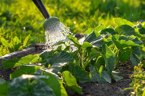 Watering Is An Essential Part Of Gardening Following A Few Basic