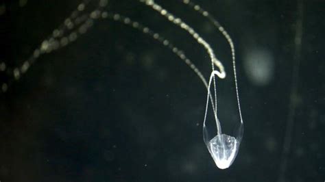 Irukandji Jellyfish Stings Man Off Queensland Coast Sunshine Coast Daily