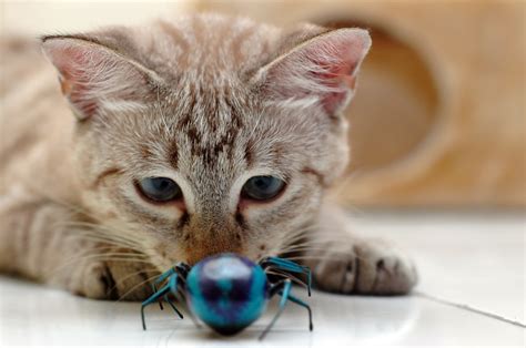 You can find out how to kill bed bugs by visiting your local exterminator. bugs Archives - Pet Sitting and Dog Walking in Cary ...