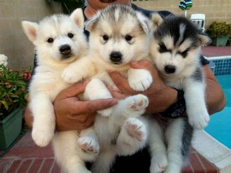Cute Siberian Husky Puppies We Need Fun