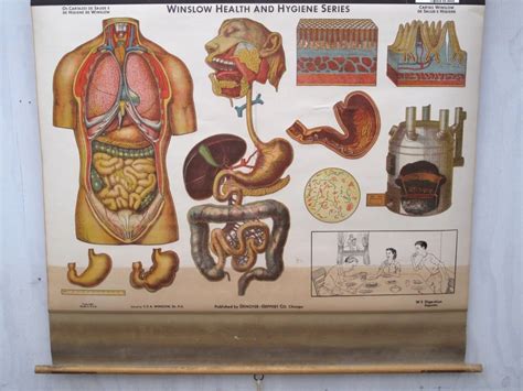 Medical Body Parts Chart By Denoyer Geppert 1940s At 1stdibs Medical