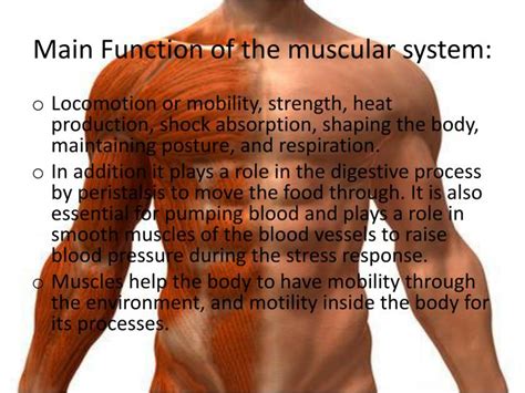 Ppt The Muscular System Powerpoint Presentation Id1999919