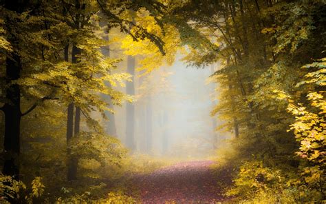 Nature Landscape Fall Path Forest Mist Morning Trees Leaves