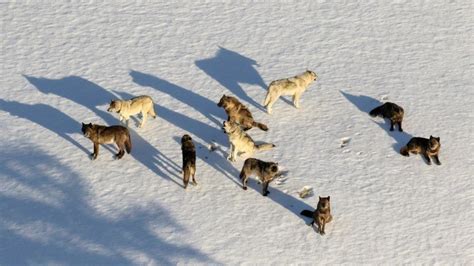 Petition · Save Idaho Wolves United States ·