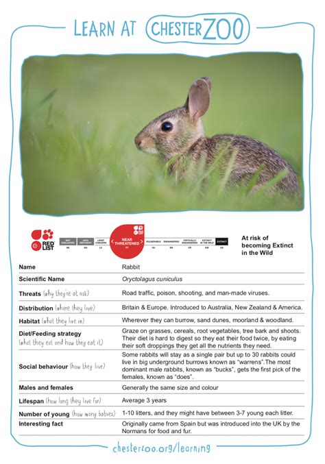 Animal Fact File Rabbit Schools