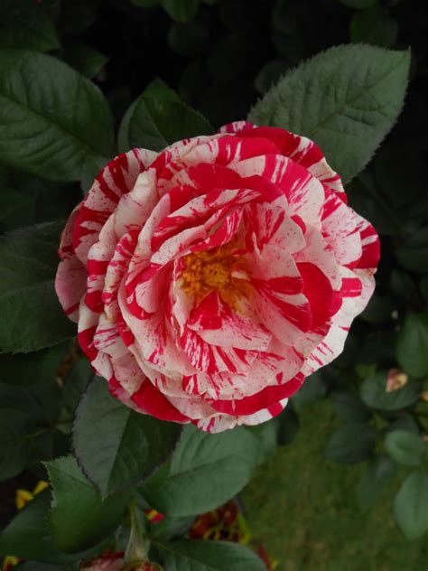 The Most Fragrant Roses For Your Garden Hgtv