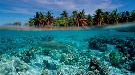 Hd Wallpaper Blacktip Reef Shark Indo Pacific Ocean Ocean Life