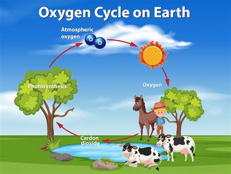Ciclo De Oxigeno En La Tierra Vector Premium