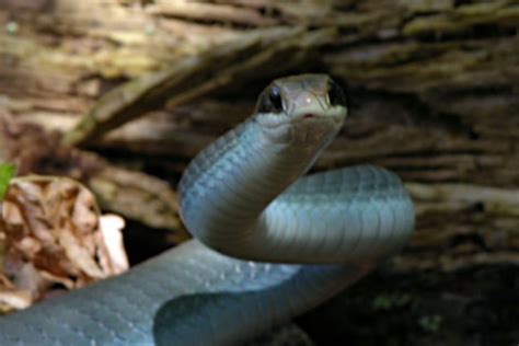 The Blue Racer The Facts On A This Big And Fast Snake Species Wide