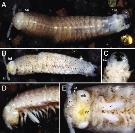Glomeridesmus Siamensis Sp Nov Photographs A C Male Holotype Zcswu