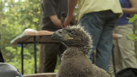 Bald Eagle Soars Back From Brink Of Extinction Cbs News