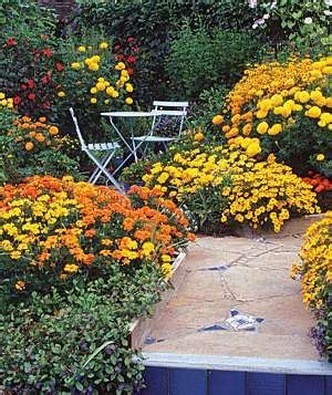 Impossible To Kill Outdoor Plants Sedum Garden Rose Garden Landscape Marigolds In Garden
