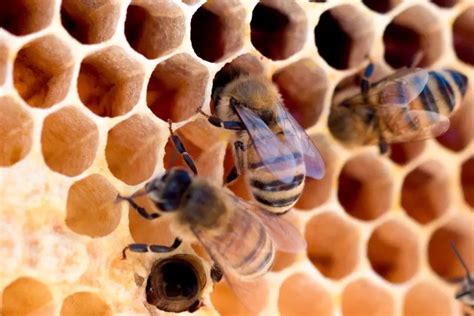 How Do Bees Make Hives A Look Inside The Honeycomb