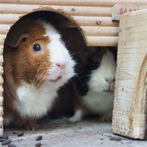 Best Toys For A Guinea Pig Toywalls