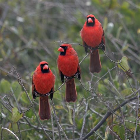 Pretty As A Picture By Betsy Knapp Cardinal Birds