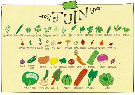 Juin Calendrier Des Fruits Et Légumes Pissenlit