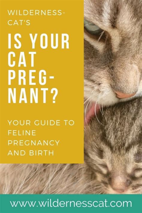 How To Tell If A Stray Cat Is Pregnant Or Just Fat Pregnantsb