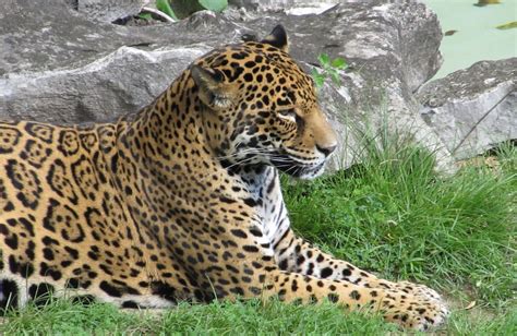 Léopard Guépard Jaguar Quelles Différences