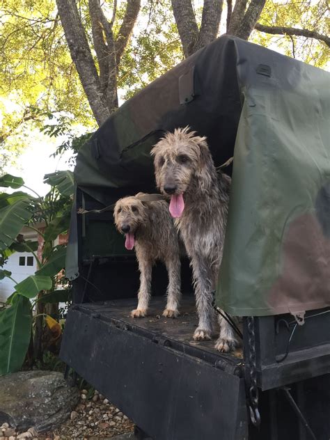 How do you find the right breeder? Pin by Jimmy Saccomanno on Texas Irish Wolfhounds | Irish wolfhound, Wolfhound, Dogs
