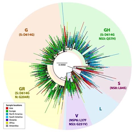 D614g Mutation Now The Dominant Variant In The Global Covid 19 Pandemic