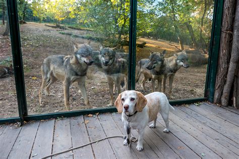 My Unimpressed Dog At The Zoo Rpics