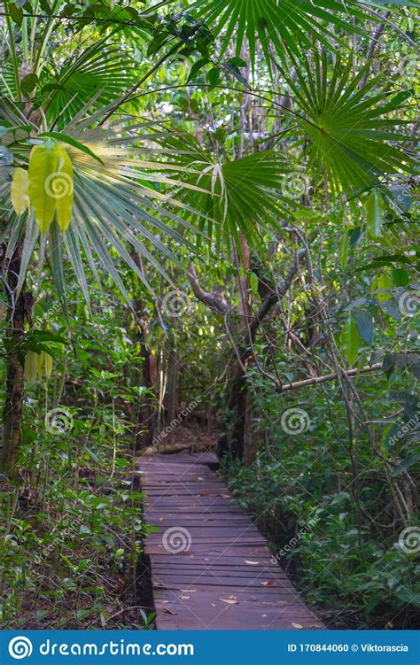 Pad In De Jungle Bij Muyil Lush Greenery Of Tropical Forest Travel Foto