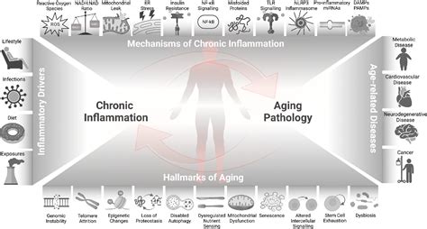 Figure 3 From Chronic Inflammation And The Hallmarks Of Aging