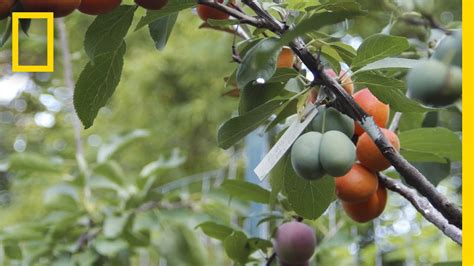 Check spelling or type a new query. This Crazy Tree Grows 40 Kinds of Fruit | National ...