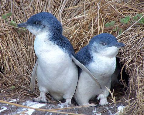 Little penguins are the smallest species in the spheniscidae — aka penguin — family. Fantastica Animal: January 2013